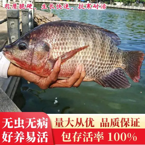 大品种罗非鱼苗单性非洲鲫福寿鱼淡水养殖活体鱼塘饲料鱼鲫鱼包活