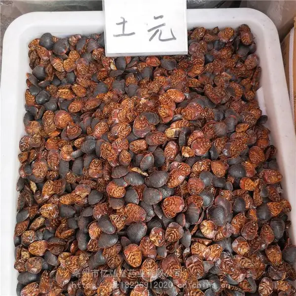 中药材土元干品选货 土鳖虫好货出售 获证堂昆虫大全