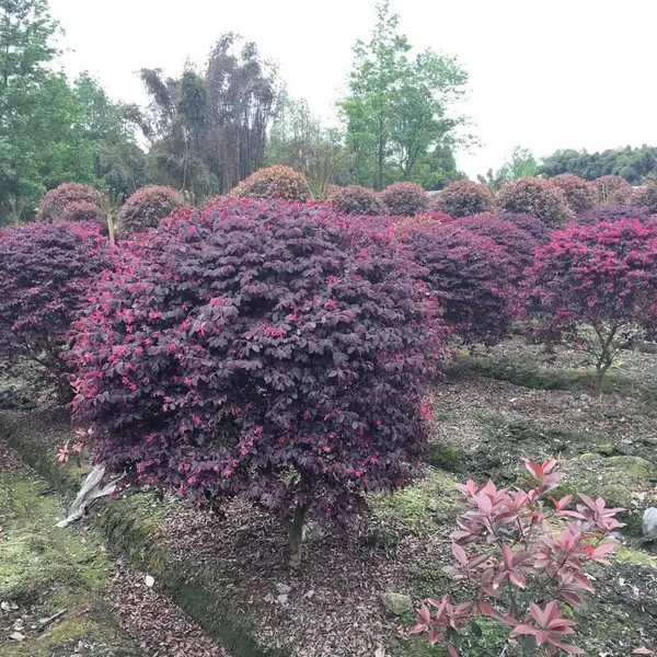 规格齐全的红继木球基地批发 正宗红花檵木的产地出售中