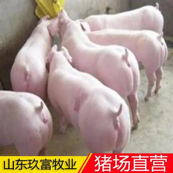 玖富三元仔猪 三元猪苗价钱 繁殖猪崽中心