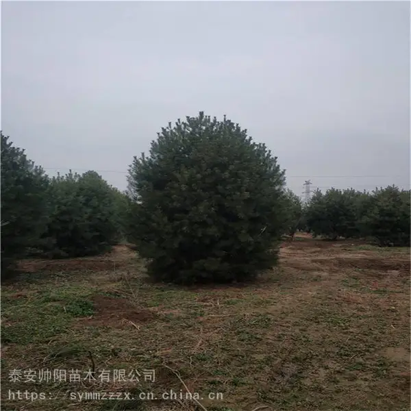 30公分白皮松 2020新春上市 帅阳 5米白皮松 资讯信息基地