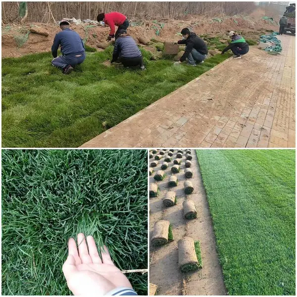 供应灵宝草坪-义马草坪-渑池草坪-卢氏草坪-商丘草坪草皮