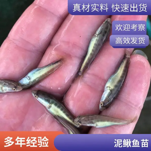 多规格泥鳅苗提供养殖方案 山东泰安本地黑鱼苗泥鳅鱼苗养殖场