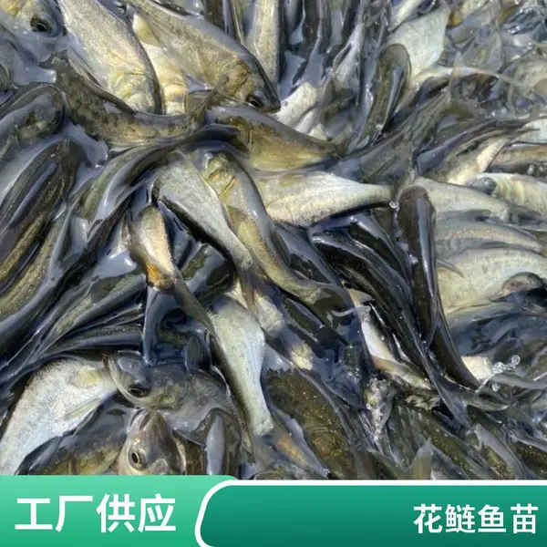 山东泰安本地花鲢苗白鲢鱼苗养殖场一塘好苗花鲢鳙鱼白鲢鲢鱼搭配