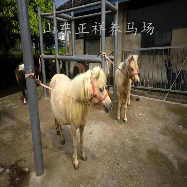 德保矮马多少钱一匹 专业养马场