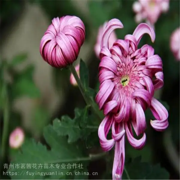 青州菊花，菊花小苗，茗茜花卉基地