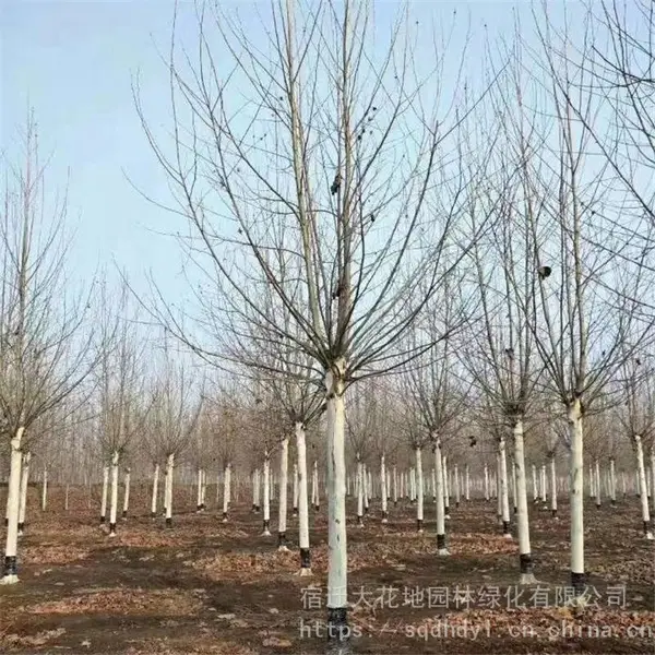 法桐价格 法国梧桐树5公分8公分6公分7公分10公分12公分15公分18公分20公分多少钱一棵