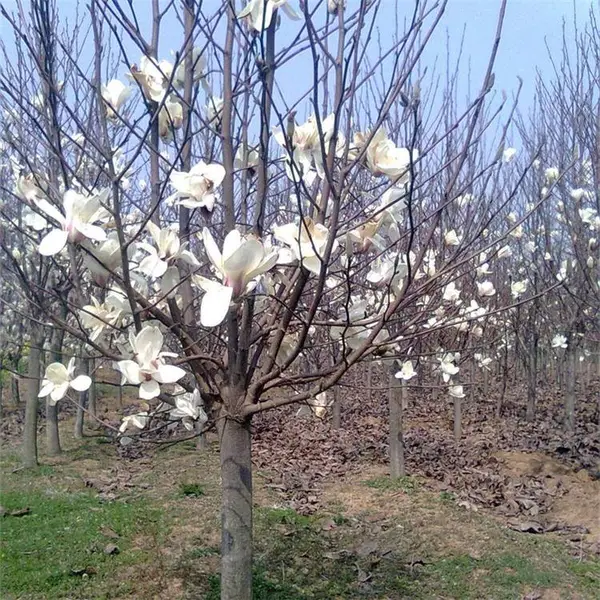苗圃出售白玉兰 园林工程绿化苗木 行道景区观赏树种