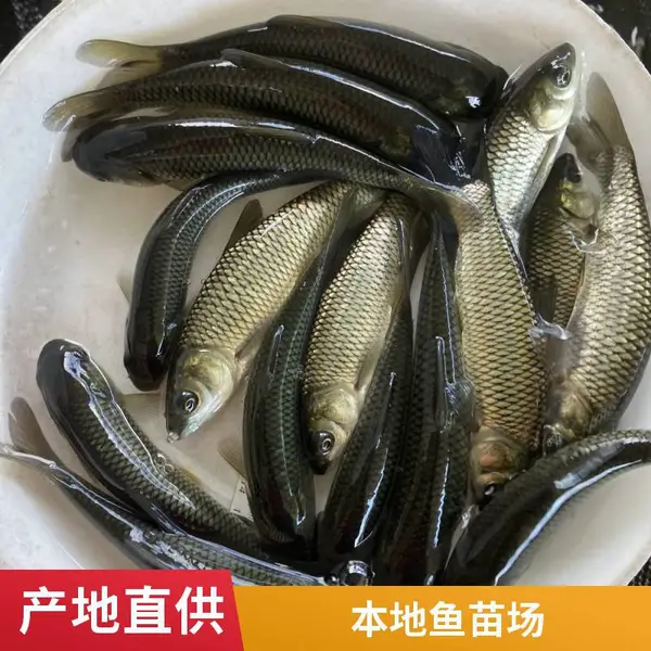 泰安本地草鱼苗鲤鱼苗养殖场规格多样大水面养殖抗病力强