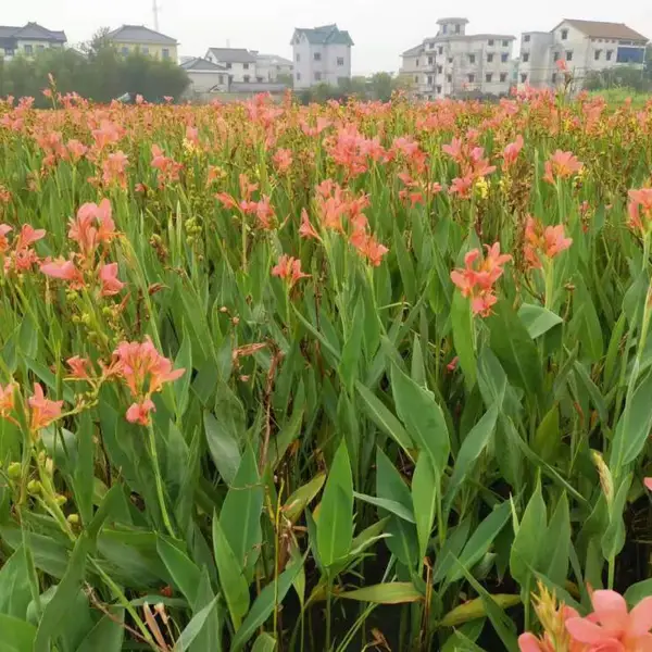 佳颖园艺基地供应水生美人蕉 粉花美人蕉 水生美人蕉价格 水生美人蕉浙江