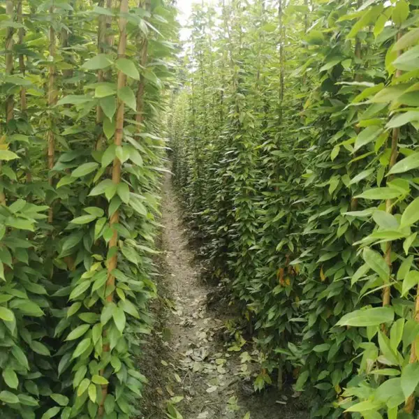 湖南油麻藤小苗批发 油麻藤小杯价格 16杯油麻藤基地