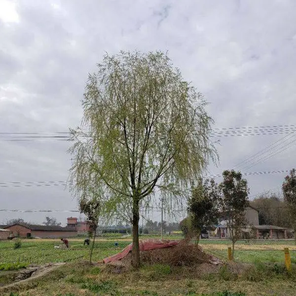 成都大量出垂柳基地,柳树大公分,