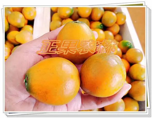 正宗融安脆蜜金柑苗原产地正规苗圃直供全国包邮
