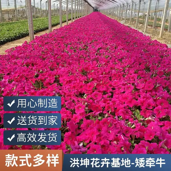 矮牵牛 出售 矮牵牛花苗 色彩丰富 花坛花镜布置 景点庭园装饰观赏花卉