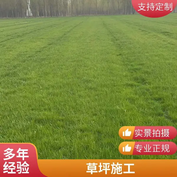 平谷小区草坪铺装早熟禾草坪施工庭院绿化设计别墅庭院绿化基地