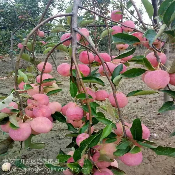 苹果树苗价格 红富士苹果树苗批发