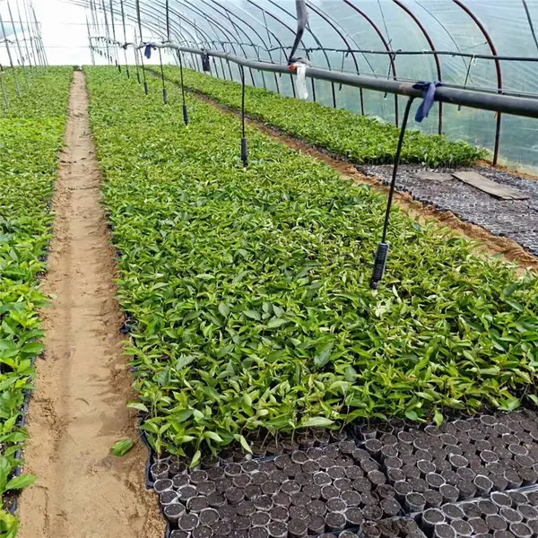 惠农 6月份种植吉塞拉砧木苗 移栽成活***的吉塞拉6号苗