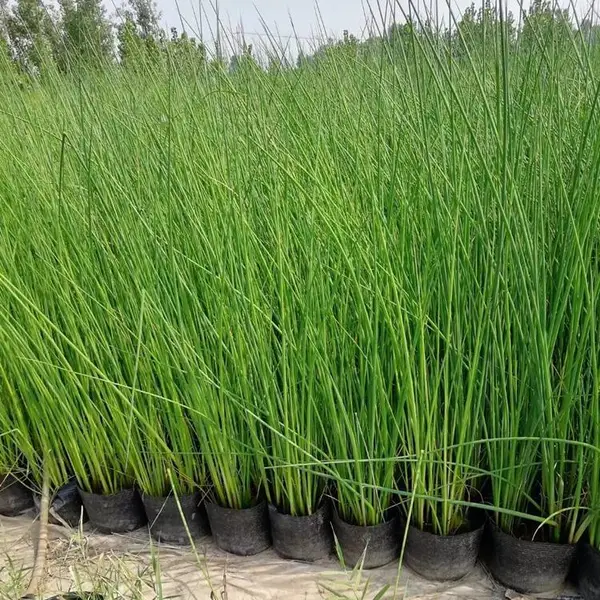 水葱 莎草 匍匐根状茎粗壮 秆高大圆柱状 湿地绿化工程苗规格齐全