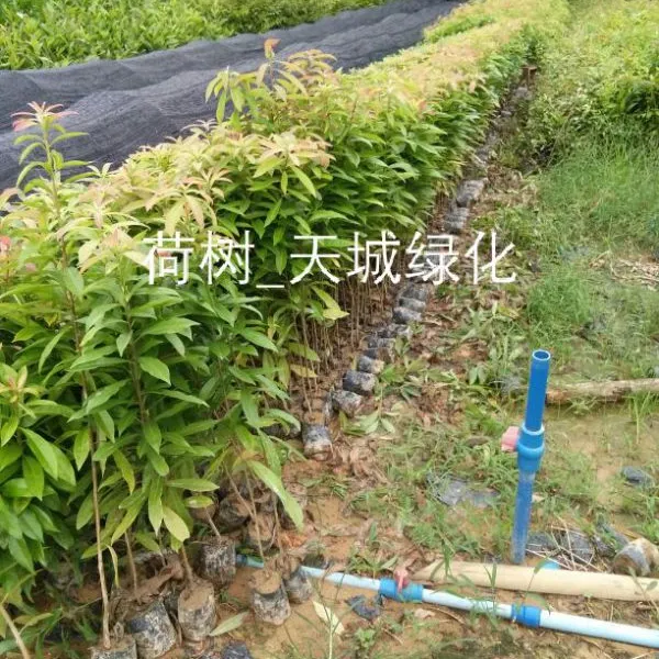 何树-木荷价格-荷木