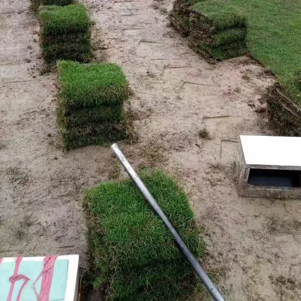 马尼拉草坪卷 狗牙根百慕大 广安山体边坡绿化用的草坪基地***格 多少钱一平方