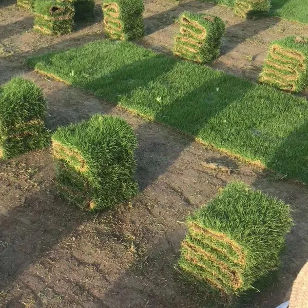 马尼拉草皮卷 狗牙根百慕大 江西赣州园林绿化用的草皮种类出售价格 低价销售
