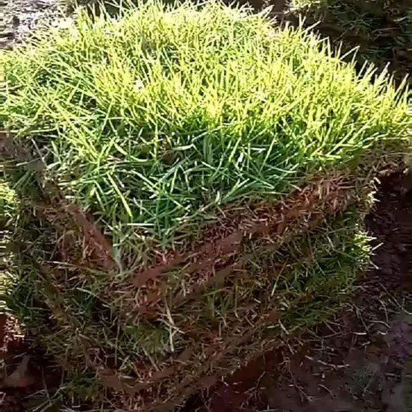 马尼拉草坪 广东云浮山体边坡绿化用的百慕大草皮***格 哪里有卖