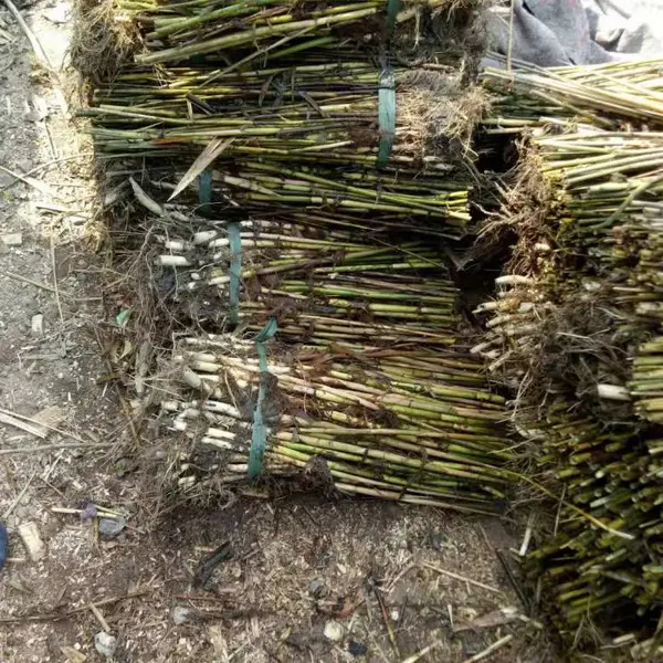 江西供应野生芦苇苗 包种植保成活 景德镇盆栽荷花苗