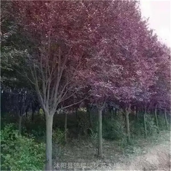 万亩红叶李批售 绿化工程苗常用*** 视频选货 ***