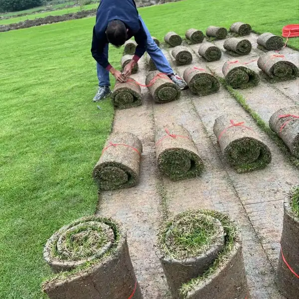 优质马尼拉草皮 四季常青耐寒耐旱 绿化草坪厂家批量供货