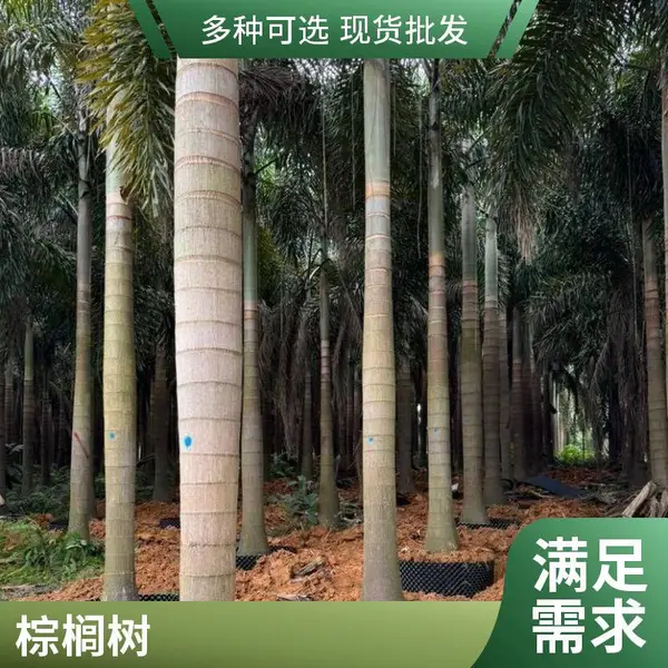 狐尾椰子 景兴园林 城市绿化 园林绿化狐尾棕 耐寒耐旱