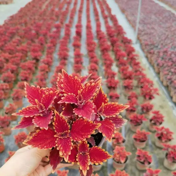 彩叶草 观叶 彩叶草种植基地 彩叶草盆苗 绿化观赏植物 五彩苏 小苗