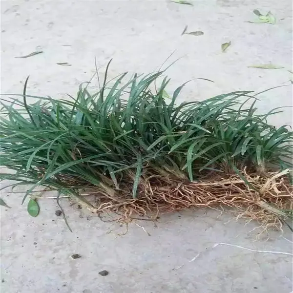 江西永新幼苗的价格技术咨询