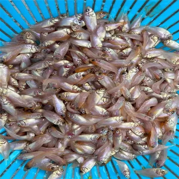 雄性罗非鱼苗鲜活发货 包量包活彩虹鲷罗非鱼公分苗 尺寸均匀