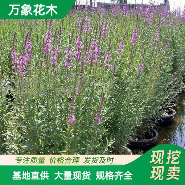 基地出售 千屈菜 多年生宿根植物 水生花卉 水体湿地绿化