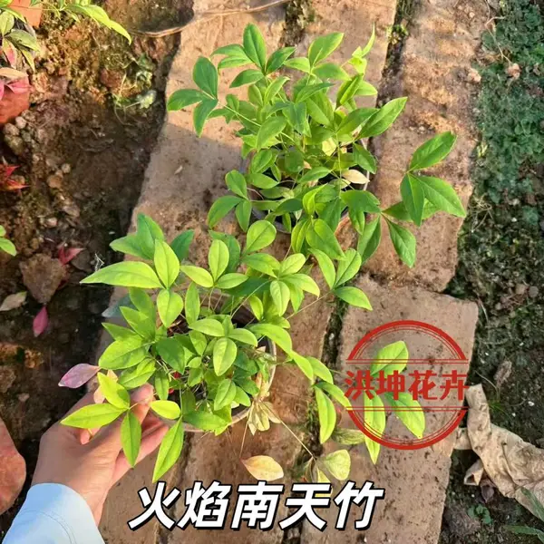 火焰南天竹 南天竹绿化苗 景区绿化南天竹 采购 南天竹批发 洪坤花卉