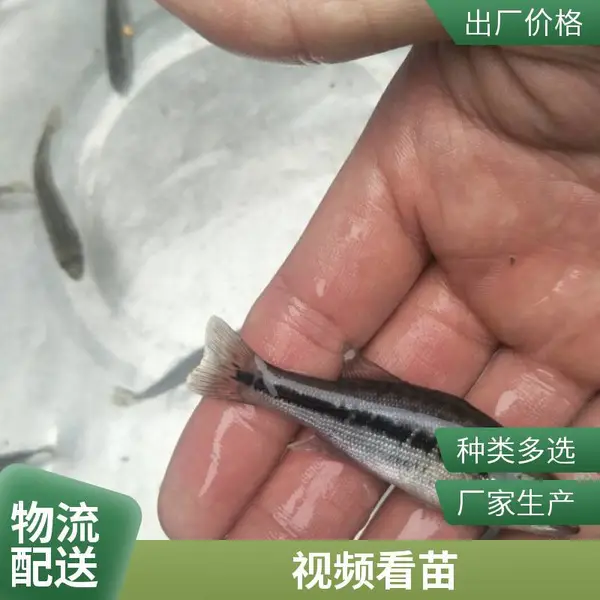 日照鲟鱼鱼苗养殖场本地鲈鱼苗供应适合循环水养殖