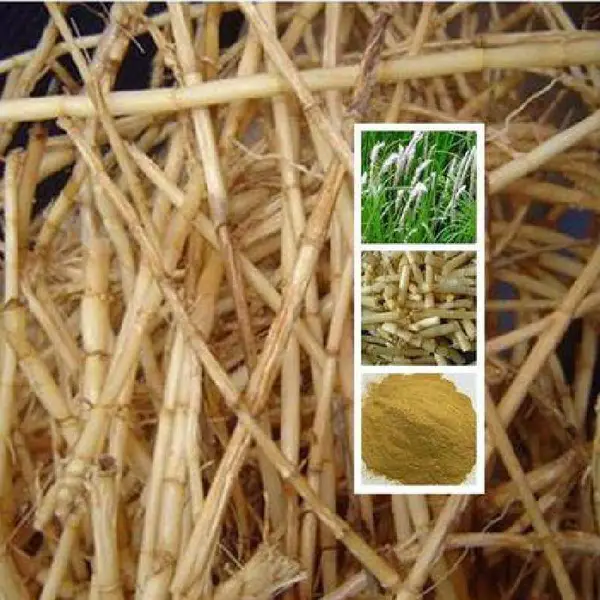 白茅根提取物10:1 白茅草提取物 鲜白茅根提取物
