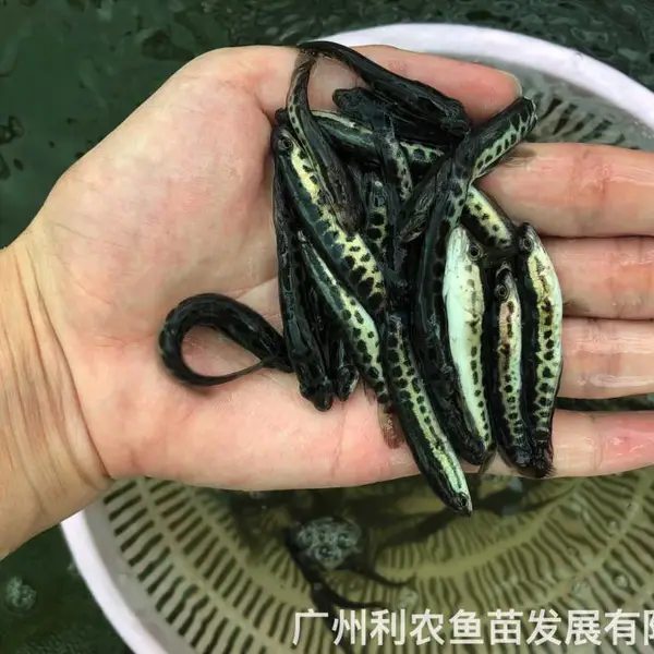 黑鱼苗批发 杂交生鱼源头苗场生长迅速大规格 财鱼