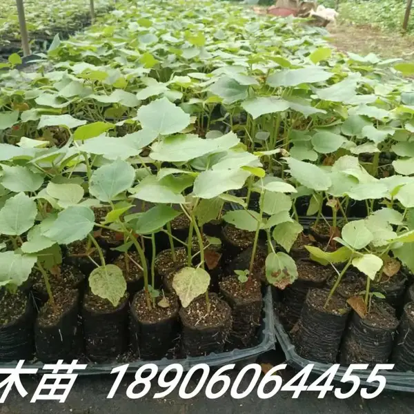 供应世界上生长最快的树木轻木苗巴沙木