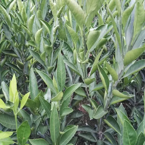特早熟柑橘苗大分一号柑橘苗种植批发价格 柑橘特早品种 特早柑亩产多少