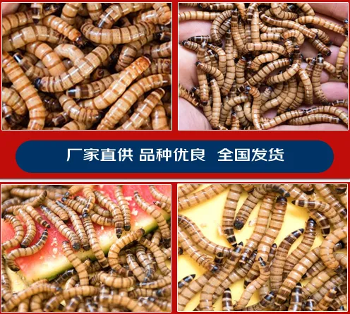 长寿供应精品蛋白虫养殖加盟合作