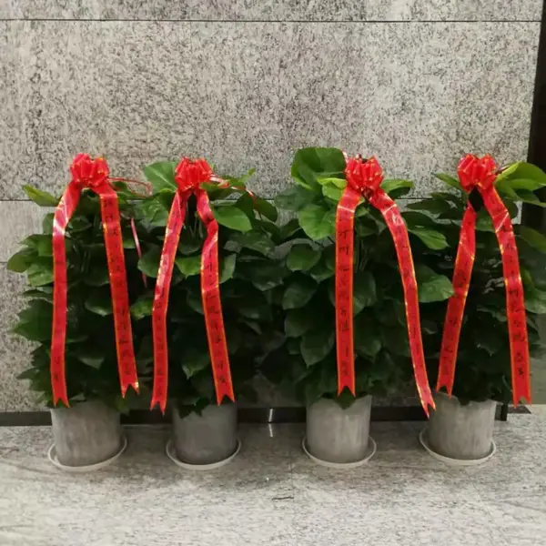 去甲醛净化空气明星绿植开业办公室大型植物绿萝柱 武汉植物盆栽 绿植花卉