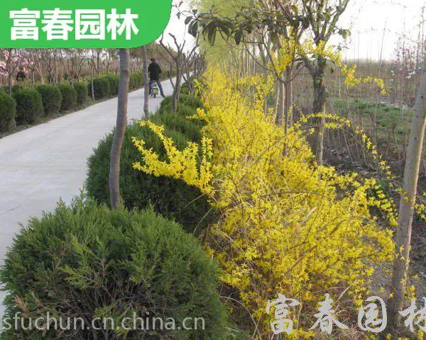 ��Ӧ�̻���ľ-����ľ �� ������ ��̳���������ֲ�쾰