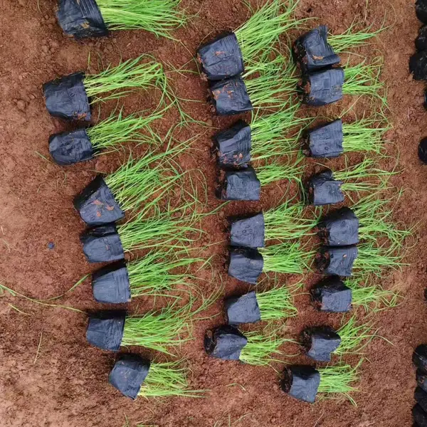 芦苇 水生植物基地 洪坤 水生植物供货 芦苇工程苗 蒲苇 水生花卉