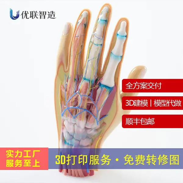 优联智造3D打印人体器官模型制作 可定制3D打印服务 医疗教育模型