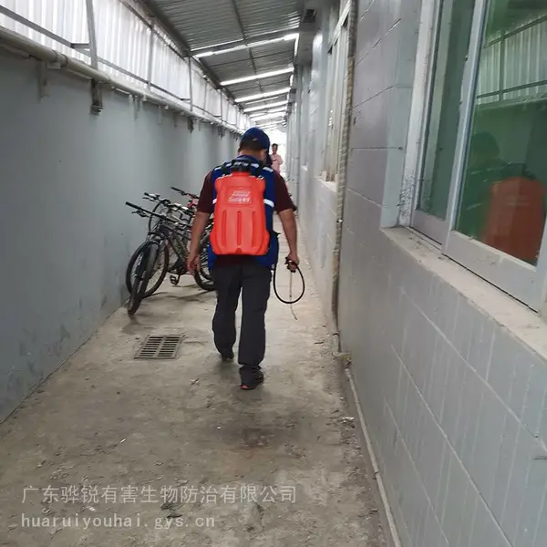 海南杀虫灭鼠 海南除马蜂窝专业公司 高效除害 按需服务