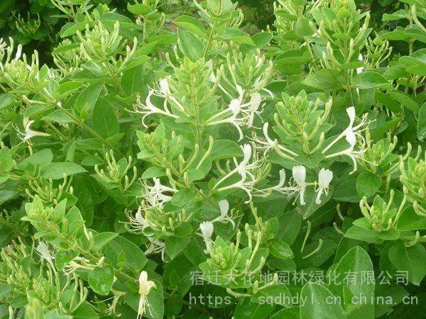 今年地被植物金银花苗价格多少钱一棵哪里有金银花基地