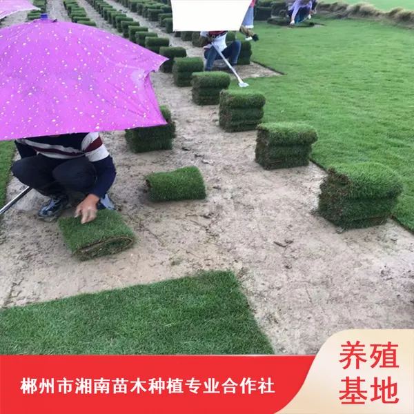 供应广西暖季型马尼拉台湾草皮_小区绿化耐践踏草皮