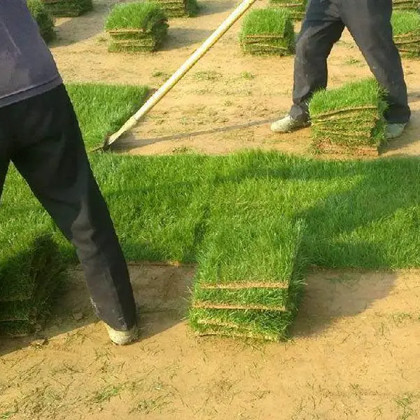 公共绿地百慕大草坪批发多少钱一平方-商丘春风草坪价格低