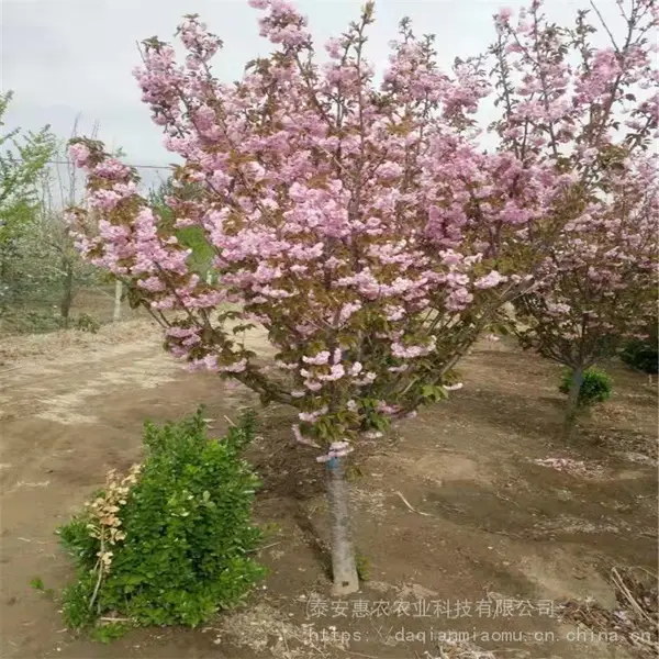 开红花的樱花品种 惠农农业直径3-10公分樱花树出售